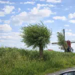 BloemBol RLLY Afbeelding